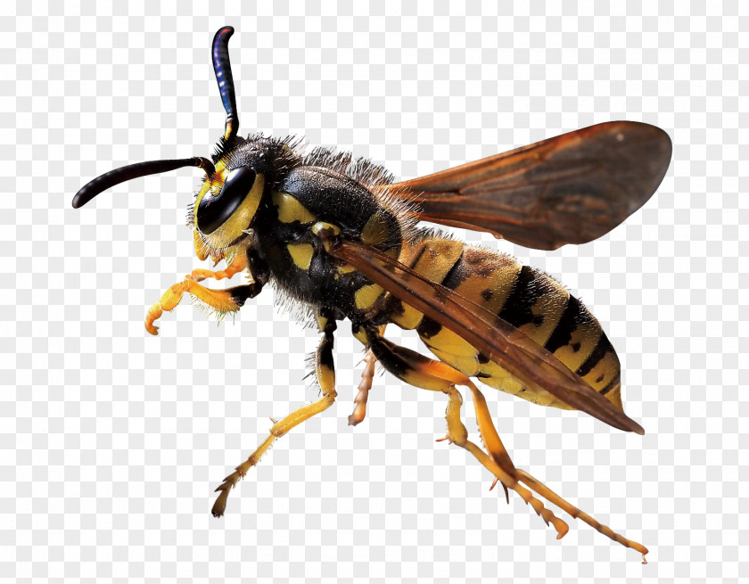 Bee Characteristics Of Common Wasps And Bees Hornet PNG
