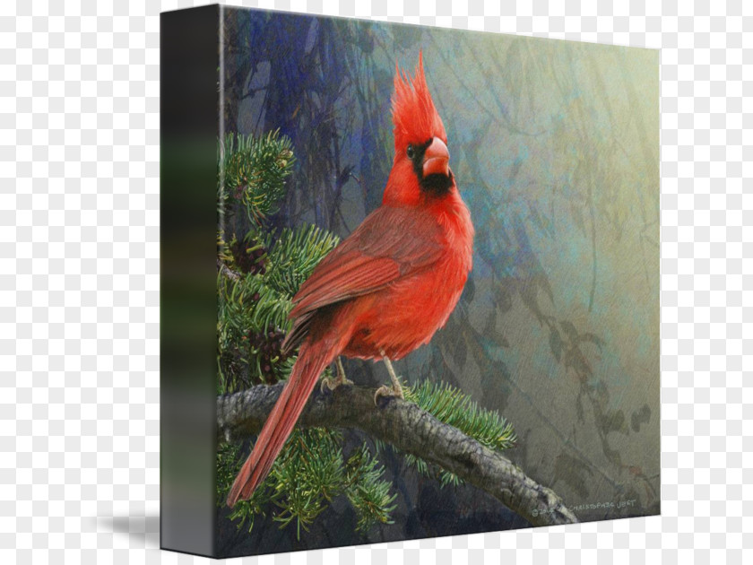 Cardinal Drawing Gallery Wrap Canvas Art Printmaking Feather PNG