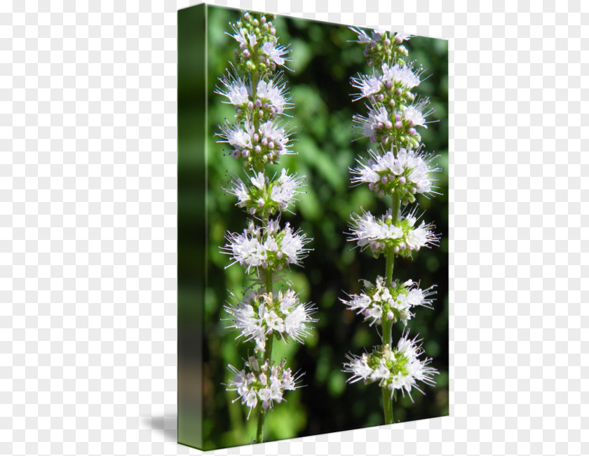 Mentha Spicata Hyssopus Subshrub Lavender Flower PNG