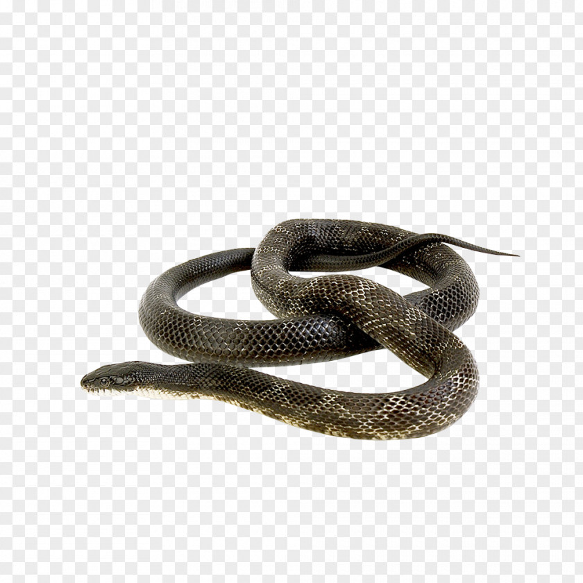 Snake Green Anaconda Reptile Russells Viper Animal PNG