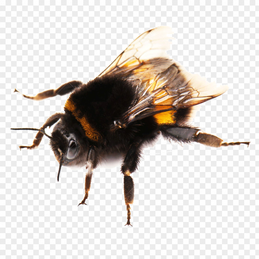 Bee Western Honey Buff-tailed Bumblebee Photography PNG