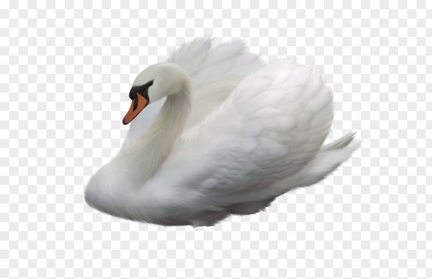 Bird Cygnini Duck PNG