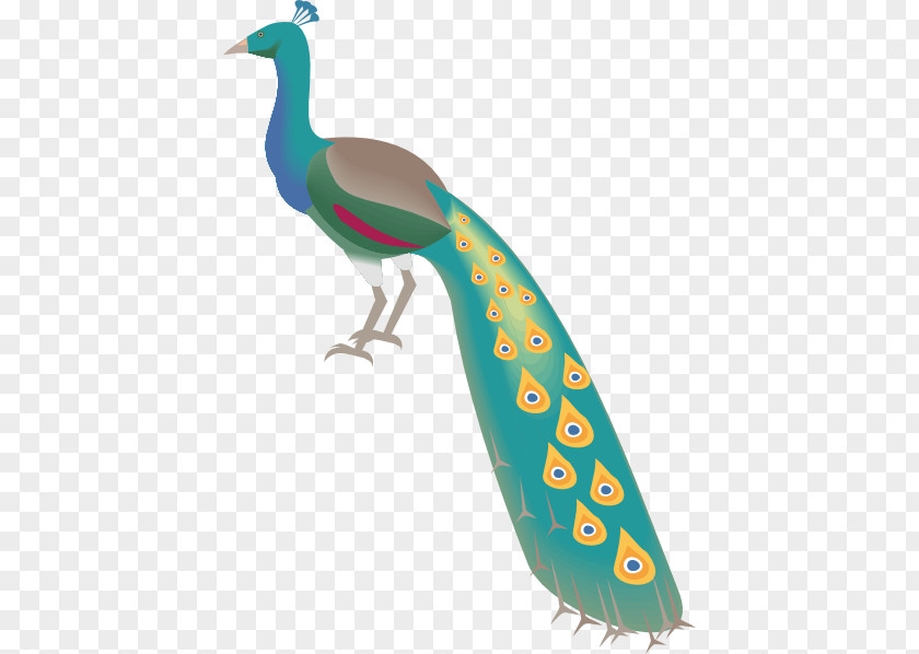 Bird Indian Peafowl Clip Art Feather PNG