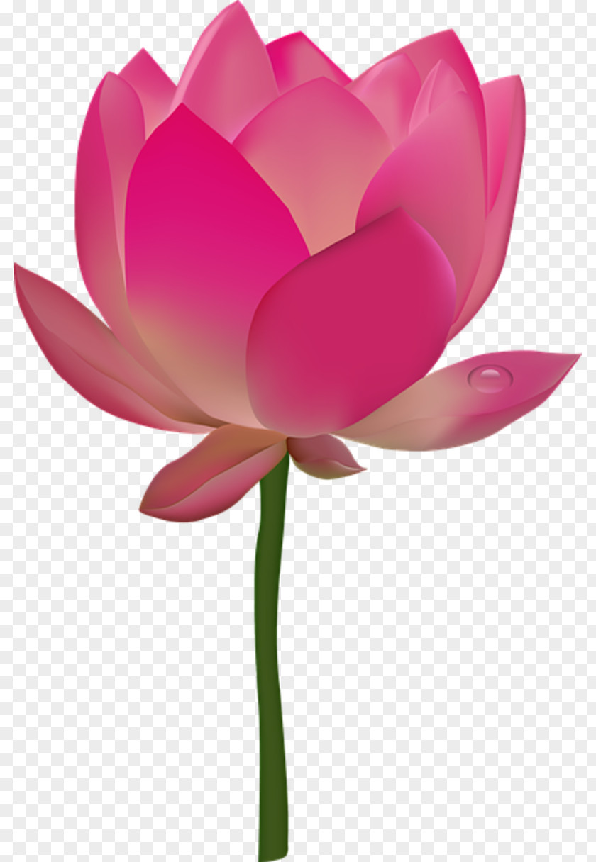 Flower Nelumbo Nucifera Egyptian Lotus Clip Art PNG