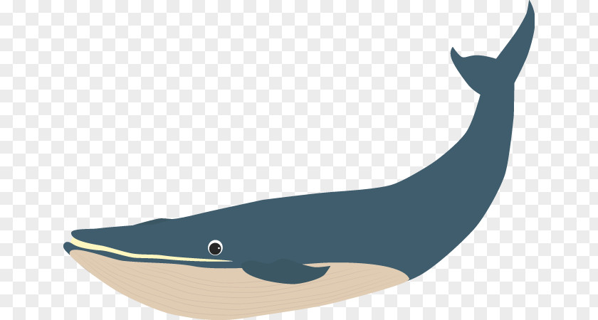 Icon Whale Tucuxi Porpoise Cetacea Blue Illustration PNG