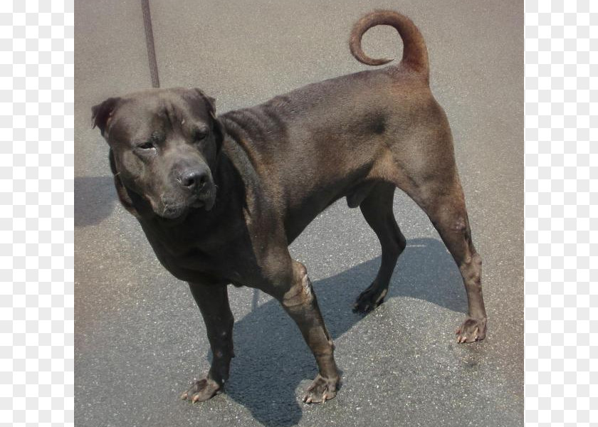 Pit Bull Dog Breed Rare (dog) Sporting Group PNG