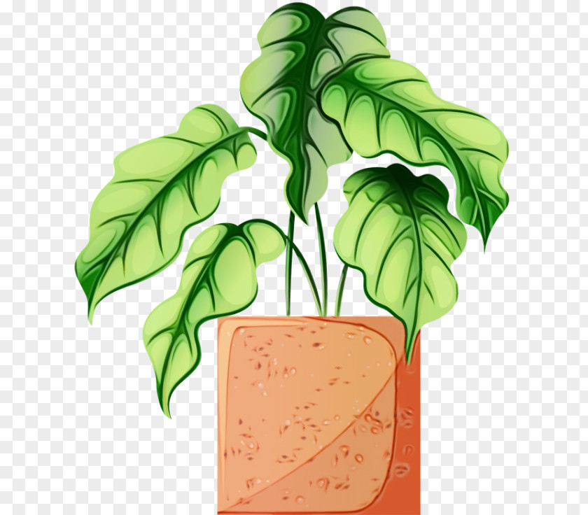 Plant Stem Herb Watermelon PNG
