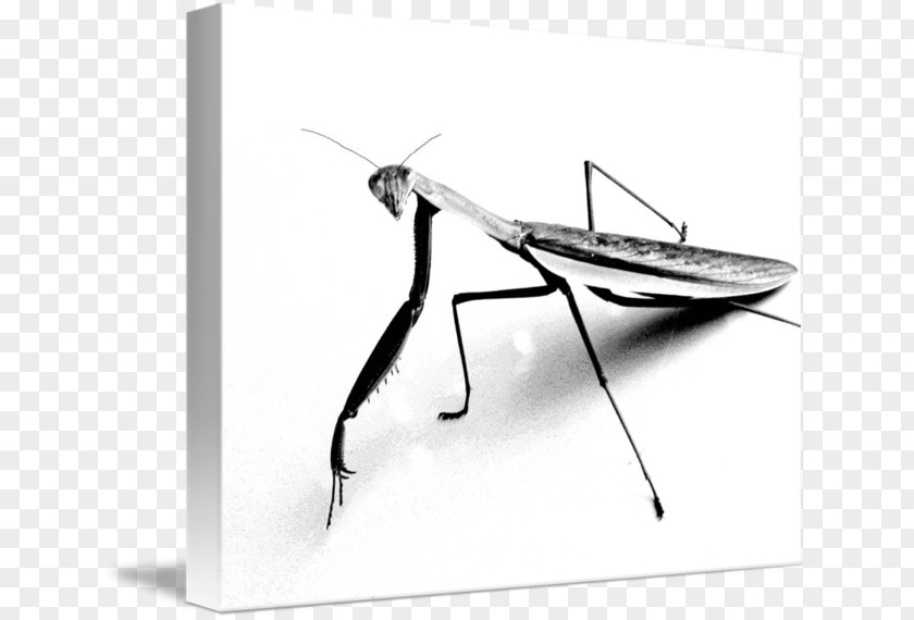 T-shirt Mantis Clothing Manny PNG