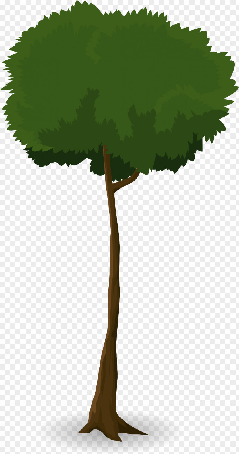 Tree Branch Leaf Trunk Canopy Plant PNG