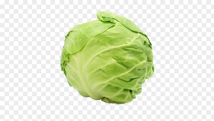 Vegetable Capitata Group Savoy Cabbage Chinese Leaf PNG