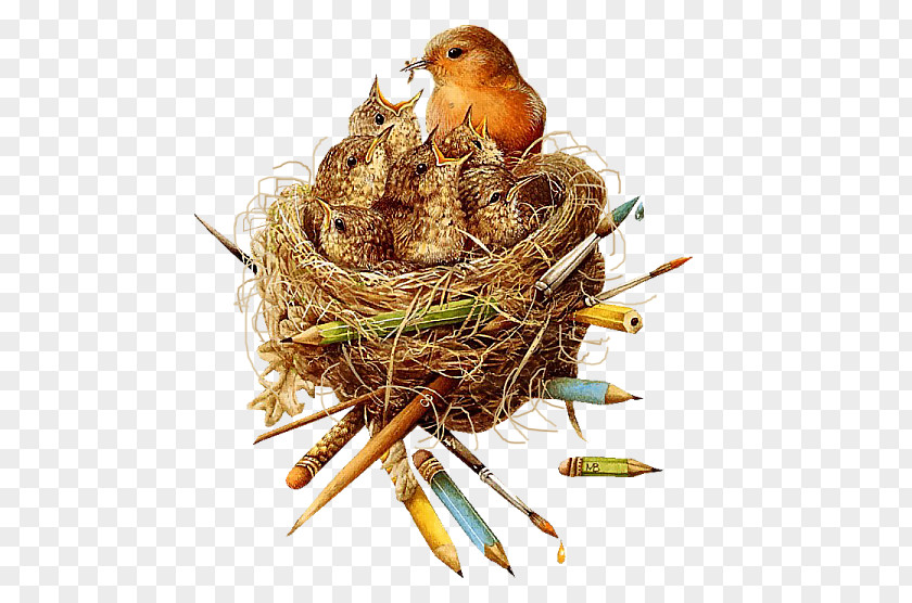 Bird Nest European Robin Clip Art PNG