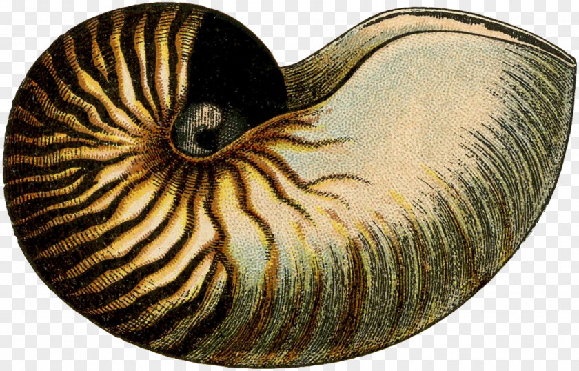 Snail Chambered Nautilus Nautilidae Towel Drap De Neteja PNG
