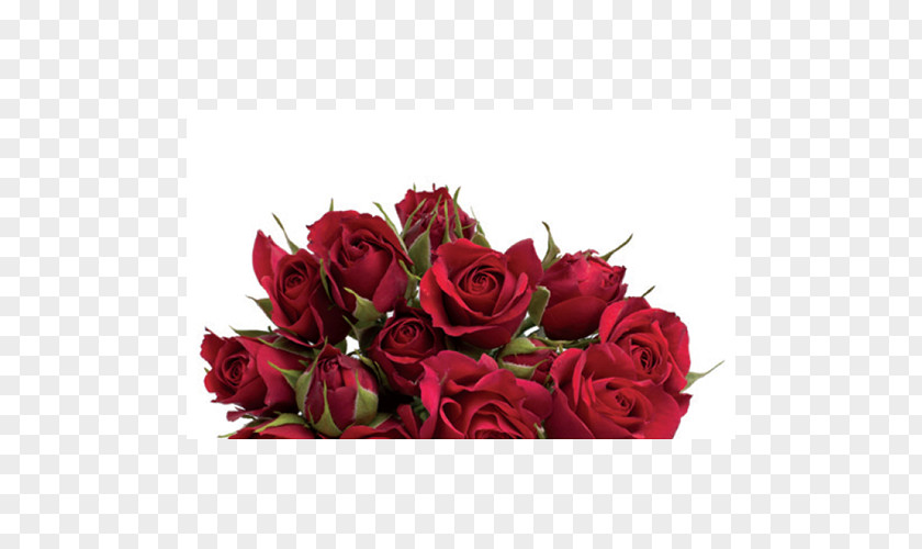 The Atmosphere Was Strewn With Flowers Garden Roses Centifolia Floribunda Floral Design Cut PNG