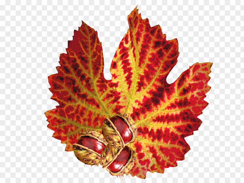 The Autumn Leaf Chinese Chestnut Sweet PNG
