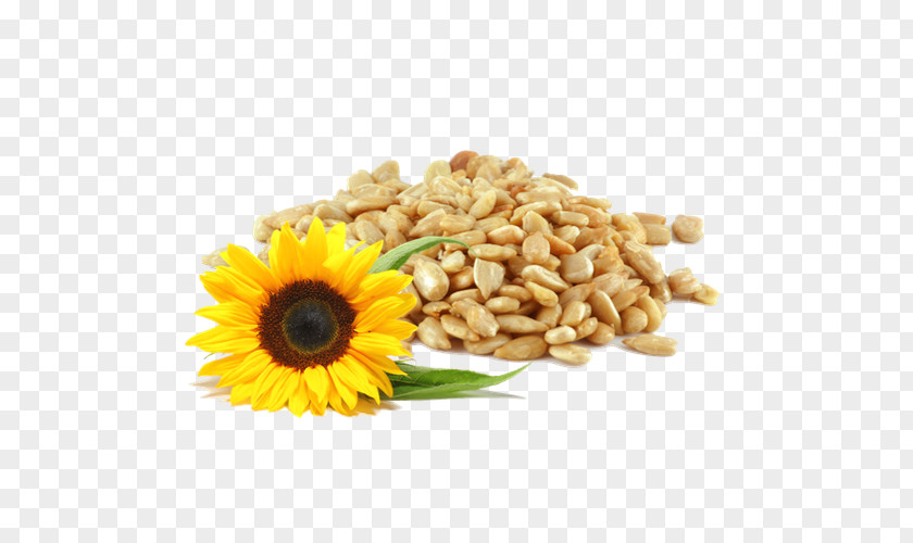 1.37 Sunflower Seed Common Bird Food Horse PNG