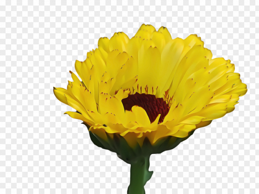 Chrysanths Daisy Family Blossom Background PNG