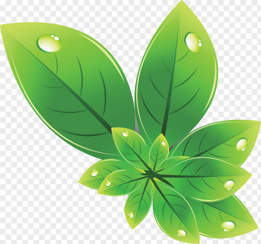 Leaf Lotus Effect Photography PNG
