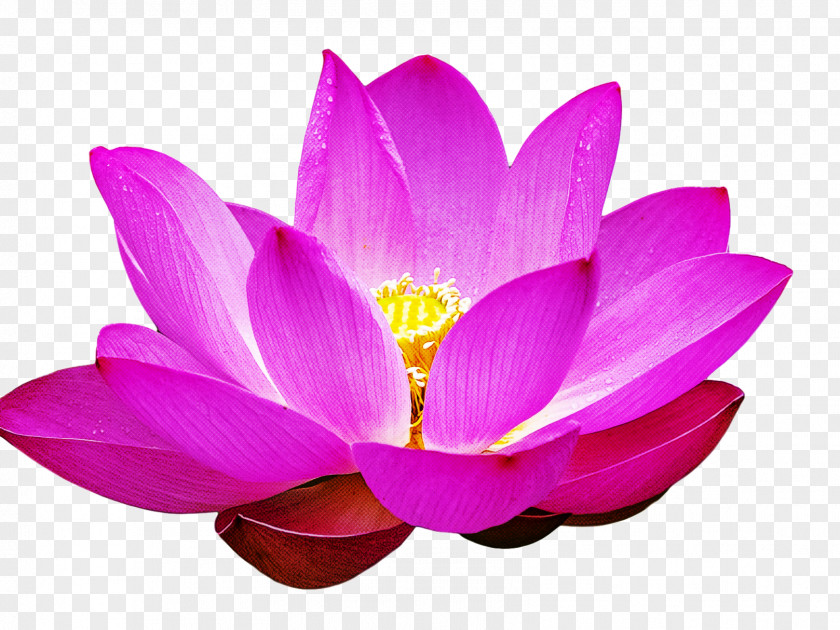 Lotus Flower Summer PNG