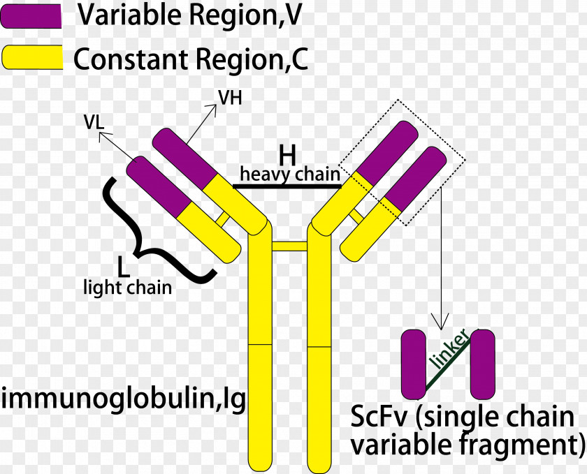 Single-chain Variable Fragment Antibody Peptide Hybridoma Technology CD16 PNG
