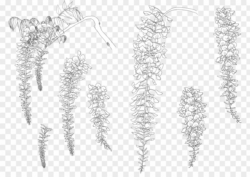 Study Of Plants Twig Grasses Line Art Font PNG