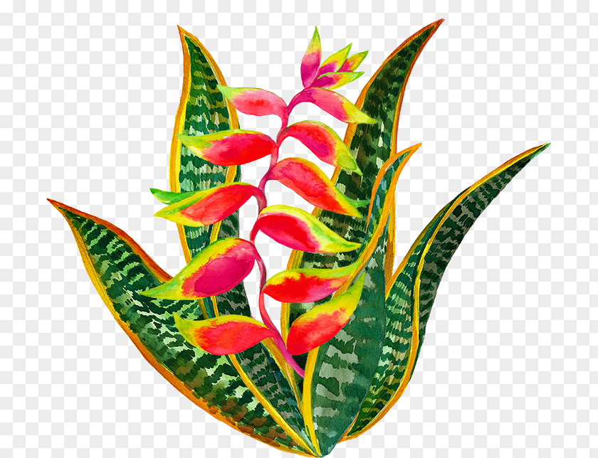Camellia Border Lobster-claws Cut Flowers Textile Design Plant PNG