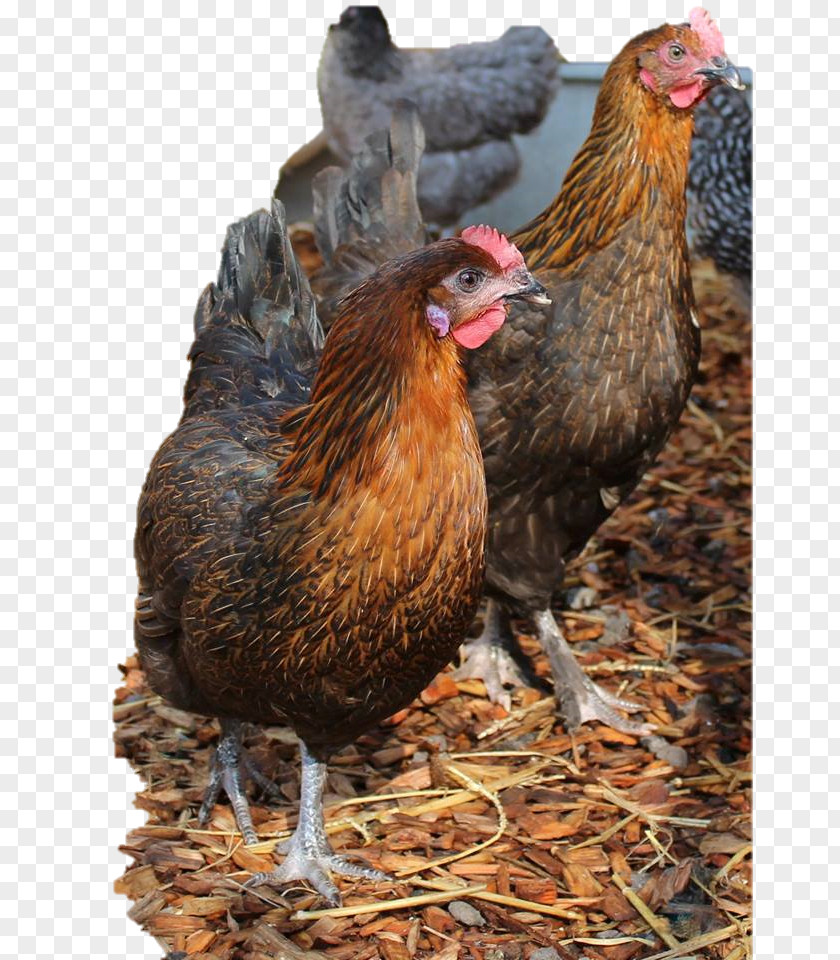 Chicken Rooster Coop Egg Hen PNG
