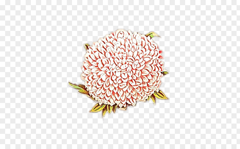 Cut Flowers Plant Pink Flower Protea PNG