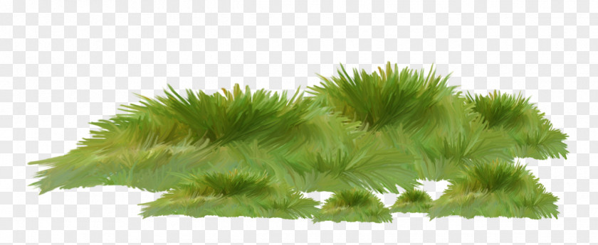 Moss Nonvascular Land Plant Grass Green Family Hornwort PNG