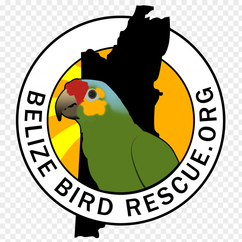 Belize Cartoon Clip Art Beak Logo Yellow Fauna PNG