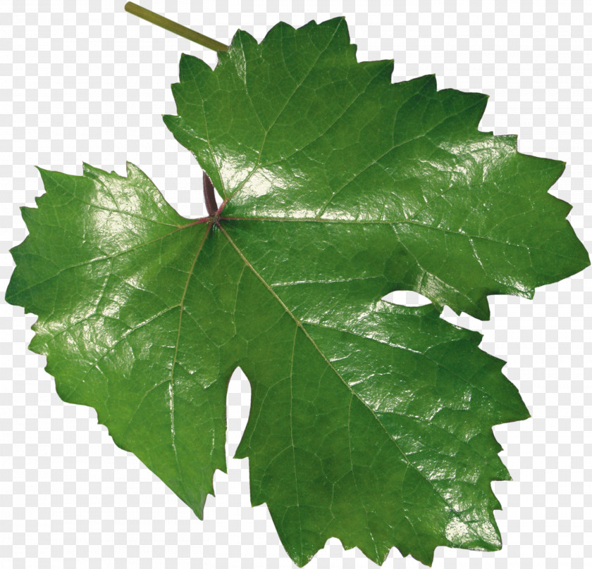 Leaf Common Grape Vine Leaves PNG
