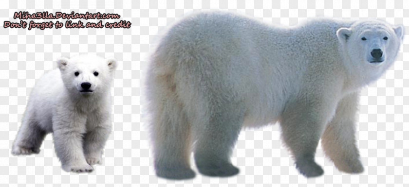 Polar Bear Transparent Background Clip Art PNG