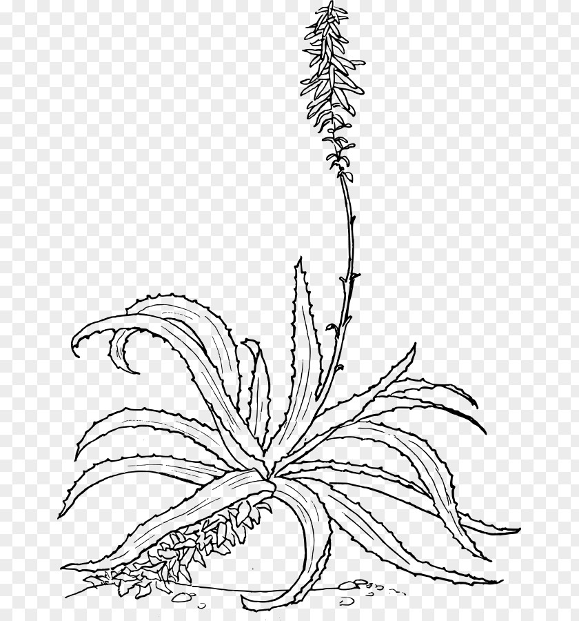 Aloe Vera Drawing Botany Marlothii Arborescens PNG