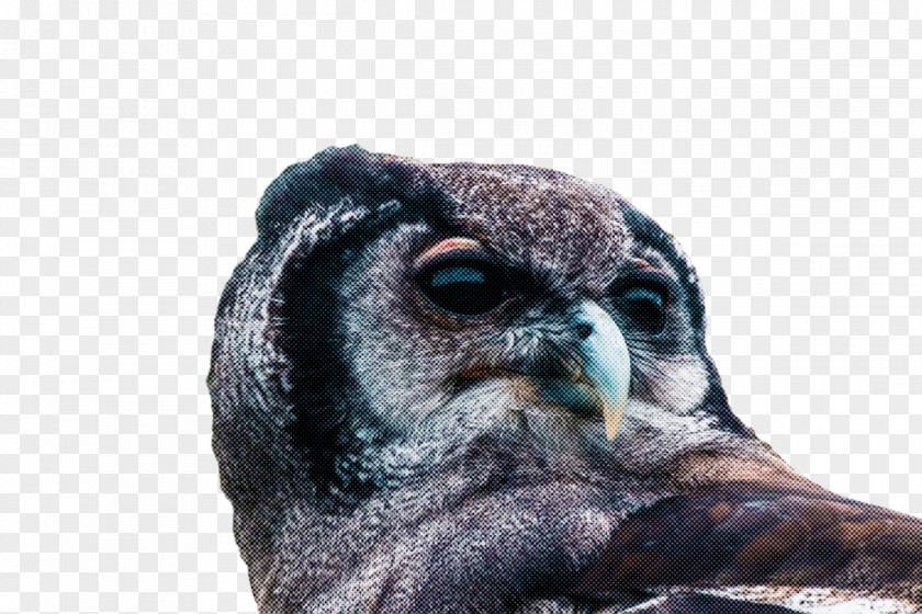 Beak Birds Snout Owl M Bird Of Prey PNG