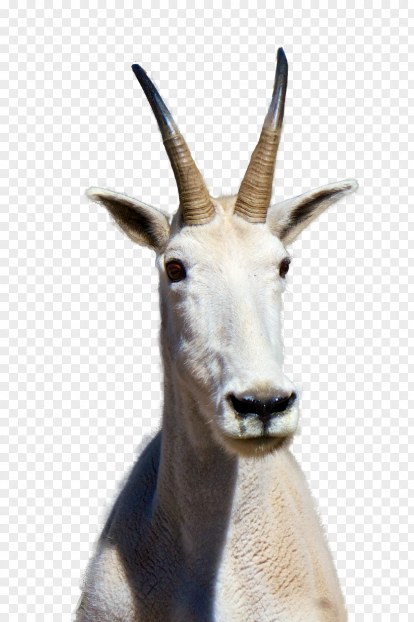 Goat Mountain Clip Art PNG