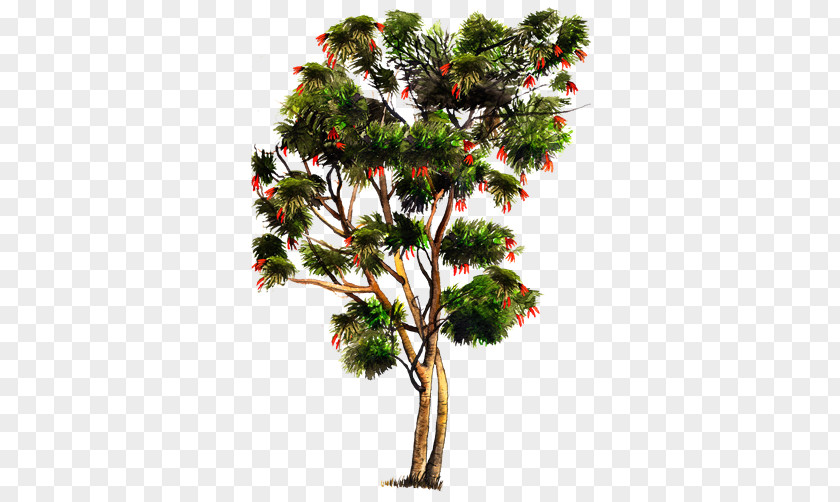 Tree Pine River Tamarind Crown Oaxaca PNG