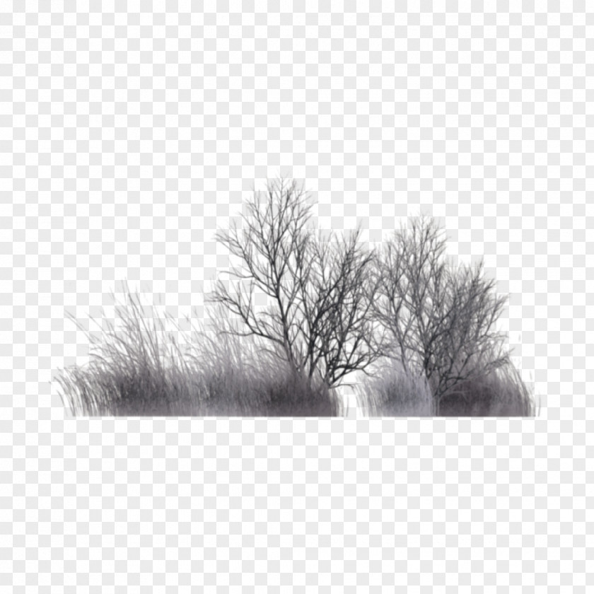 Twig Monochrome Tree Branch Silhouette PNG