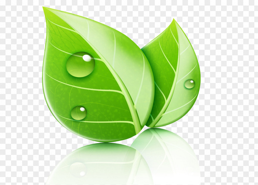 Floating Leaves Leaf Ecology Natural Environment Illustration PNG