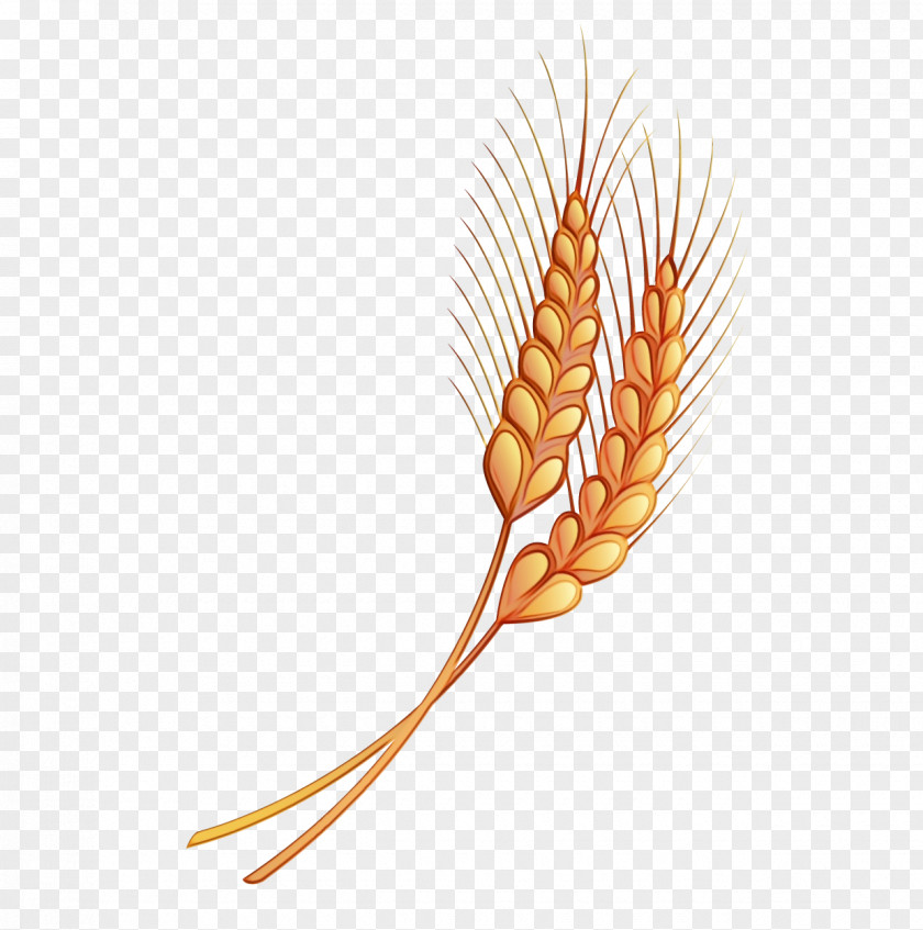 Poales Flowering Plant Wheat PNG
