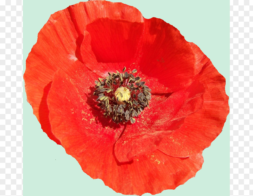 Symbol Common Poppy Flower Garden Roses PNG