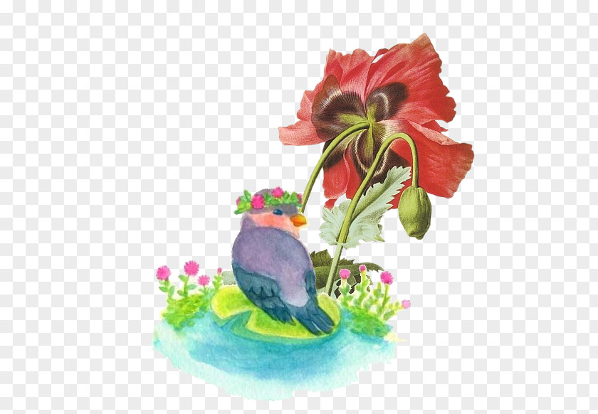 Watercolor Painting Birds Common Poppy Opium Papaver Orientale Botanical Illustration PNG