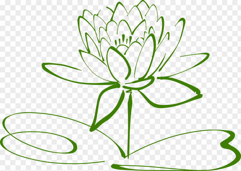 Blossoms Outline Clip Art Drawing Sacred Lotus Image PNG