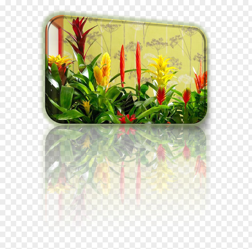 Flower Flowerpot Flowering Plant Rectangle Bromelia PNG