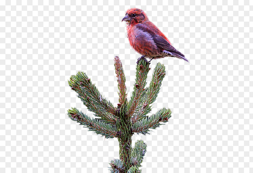 Red Crossbill Pine Beak Feather Christmas Ornament Fauna PNG