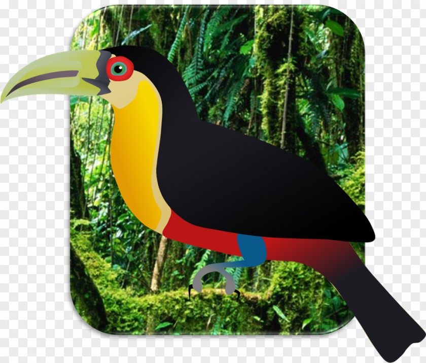 Toucan Bird Beak Temminck's Tragopan Quetzal PNG