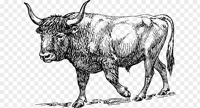 Bull Skull Texas Longhorn Aurochs English Clip Art PNG