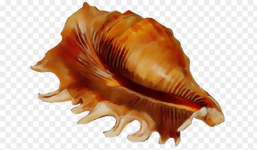 Cockle Seashell Conchology Sea Snail Conch PNG