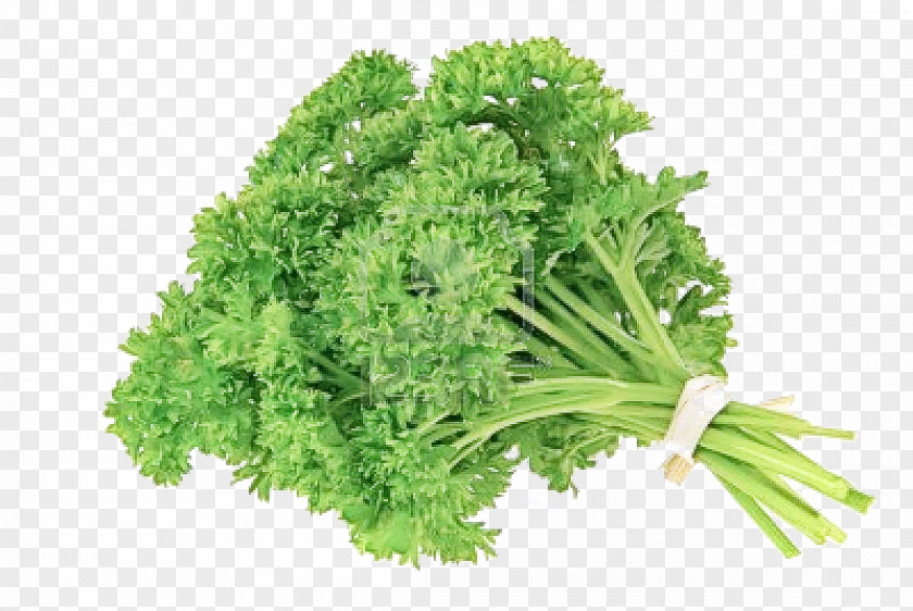 Culantro Food Parsley PNG