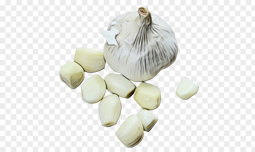 Garlic Plant Onion Science Biology PNG