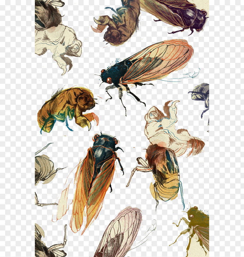 Various Insect Flies Art Drawing Painting Printmaking Illustration PNG