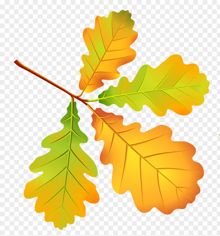 Autumn Leaves Maple Leaf PNG